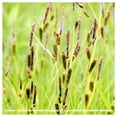 thumbnail image 2 of Everwilde Farms - 1/4 lb Common Tussock Sedge Native Grass Seeds - Gold Vault Bulk Seed Packet, 2 of 3