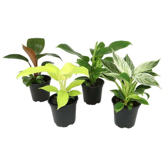 Philodendron Houseplants | 4 Easy Care Plants | 4.25in Pots; Indirect Sun | Element by Altman Plants