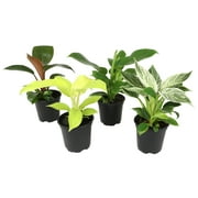 ELEMENT BY ALTMAN PLANTS 4 PACK OF 4.25" Philodendron Plant Live, Variety Pack Plant Gifts for Plant Lovers, Popular Live Plants Indoor Plants Live Houseplants