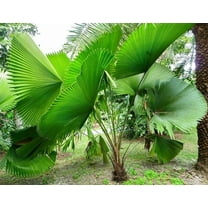 Licuala Peltata Fan Palm - Live Plant in a 3 Gallon Growers Pot - Licuala Peltata - Extremely Rare Ornamental Palms of Florida