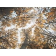 thumbnail image 2 of Villa, Mlli 14x12 Black Ornate Wood Framed with Double Matting Museum Art Print Titled - Look Up In The Forest, 2 of 4
