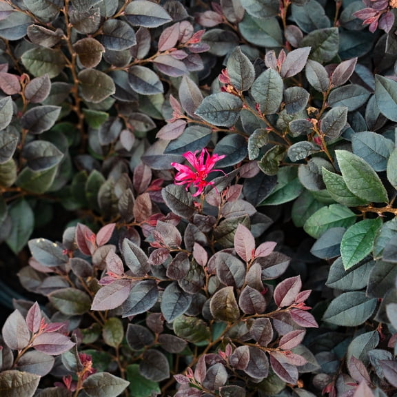 Cerise Charm Loropetalum in 1 Gal. Grower's Pot,