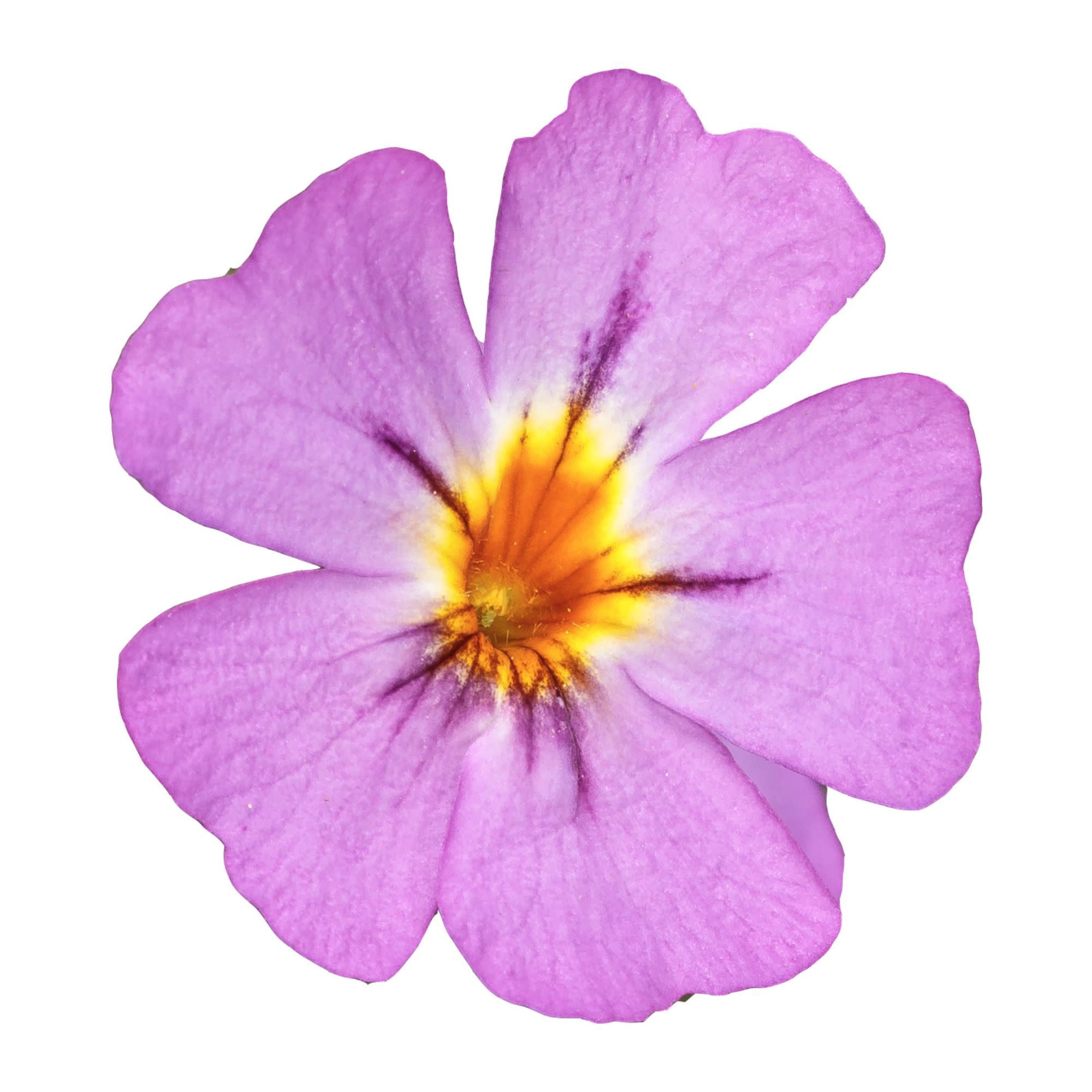 Proven Winners 4" Purple Safari Dusk South African Phlox Live Plant in 4.25" Pot (4 Count)