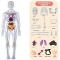 thumbnail image 1 of Human Body Skeleton Model Kits Study Tools Teaching Removable Assembly 3D, 1 of 8