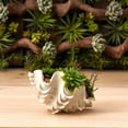 thumbnail image 6 of Nearly Natural 7" Plastic Succulent Garden Artificial Plant with Seashell, Green, 6 of 6