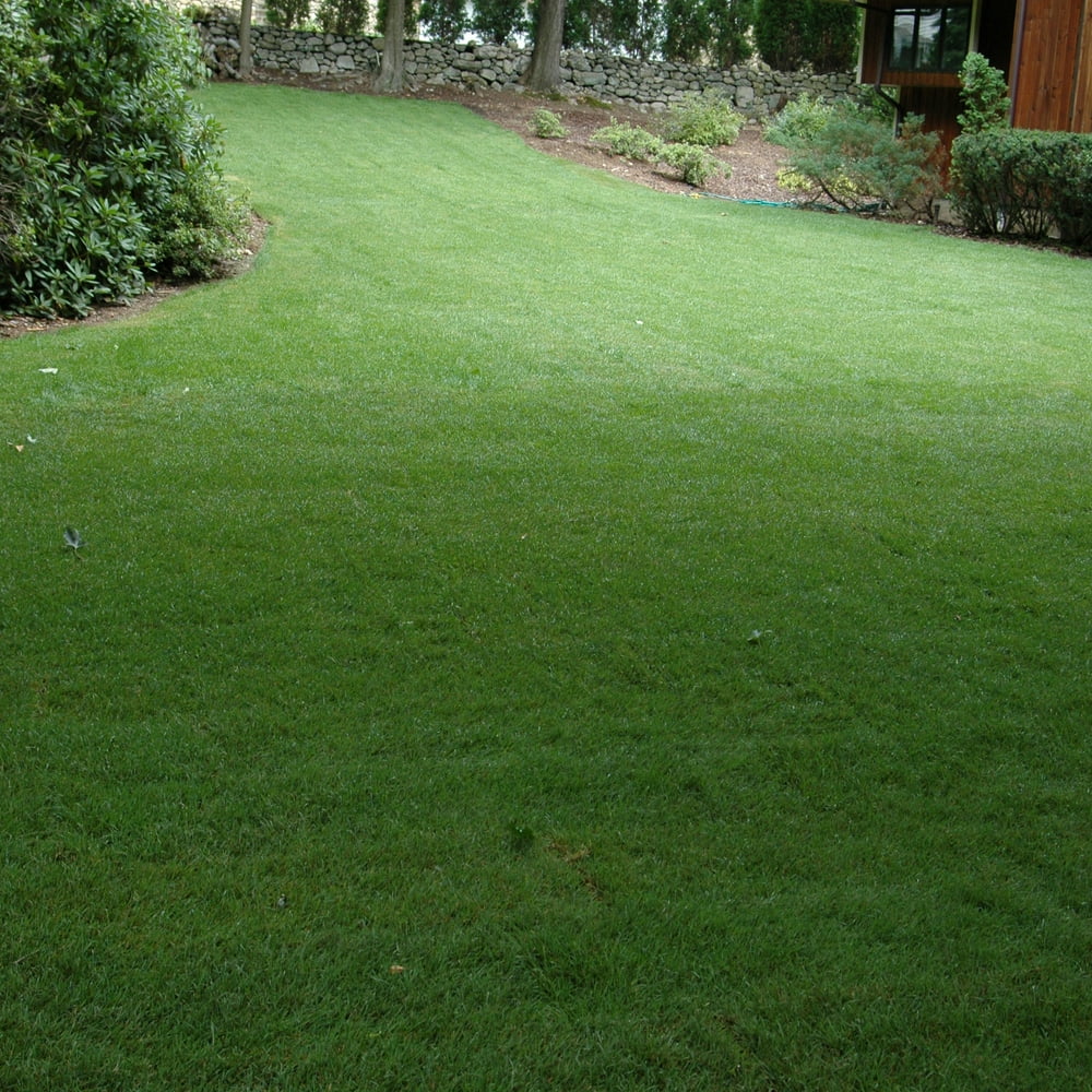 Outsidepride SPF30 Heat & Drought Tolerant Hybrid Bluegrass Lawn Grass