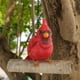 thumbnail image 5 of Adornos De Pájaro Cardenal Estatua De Pájaro De Resina Colgante Para Decoración De Jardín Al Aire Libre Cateissary HA037033-00, 5 of 6