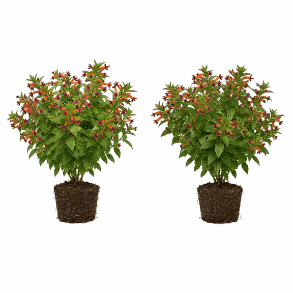 Cuphea Starter Plants - Set of 2 Hummingbird Cigar Flowers, Full Sun, USDA Zones 9-11, Ships Bare Root, No Pot