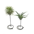 thumbnail image 4 of TABLETREANDS Iron Stand Para Plantas Air Pineapple En Negro Resistente Para Y Exhibición, 4 of 8