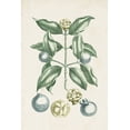 thumbnail image 2 of Vision Studio 11x14 White Modern Wood Framed Museum Art Print Titled - Buchoz Tropicals VII, 2 of 4