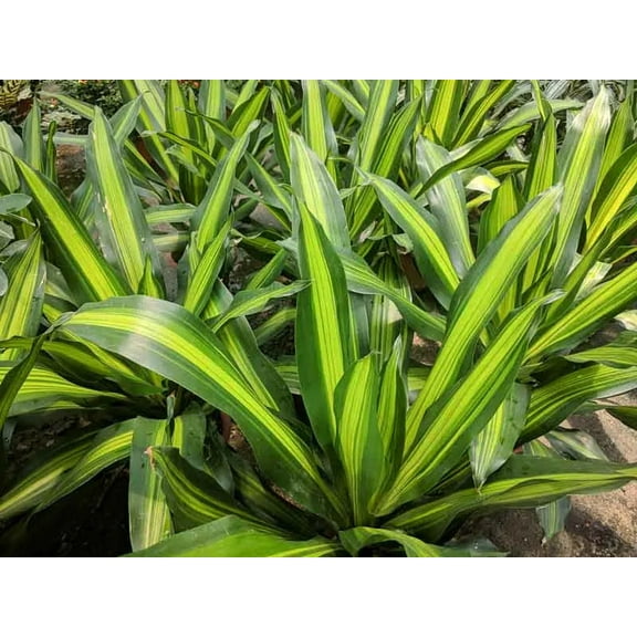 Mass Cane-Dracaena fragrans 'Massangeana'-Tropical Indoor Plant 14" Pot