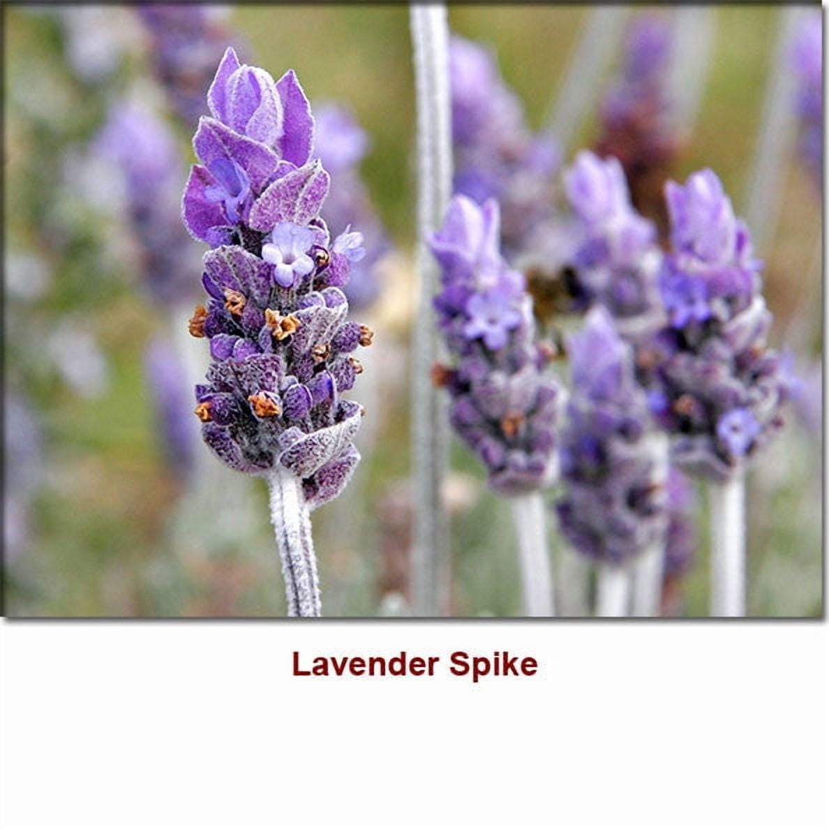 Lavender Spike Organic Essential Oil 1 fl oz (30 ml) - 100% Pure and Natural by Silky Scents