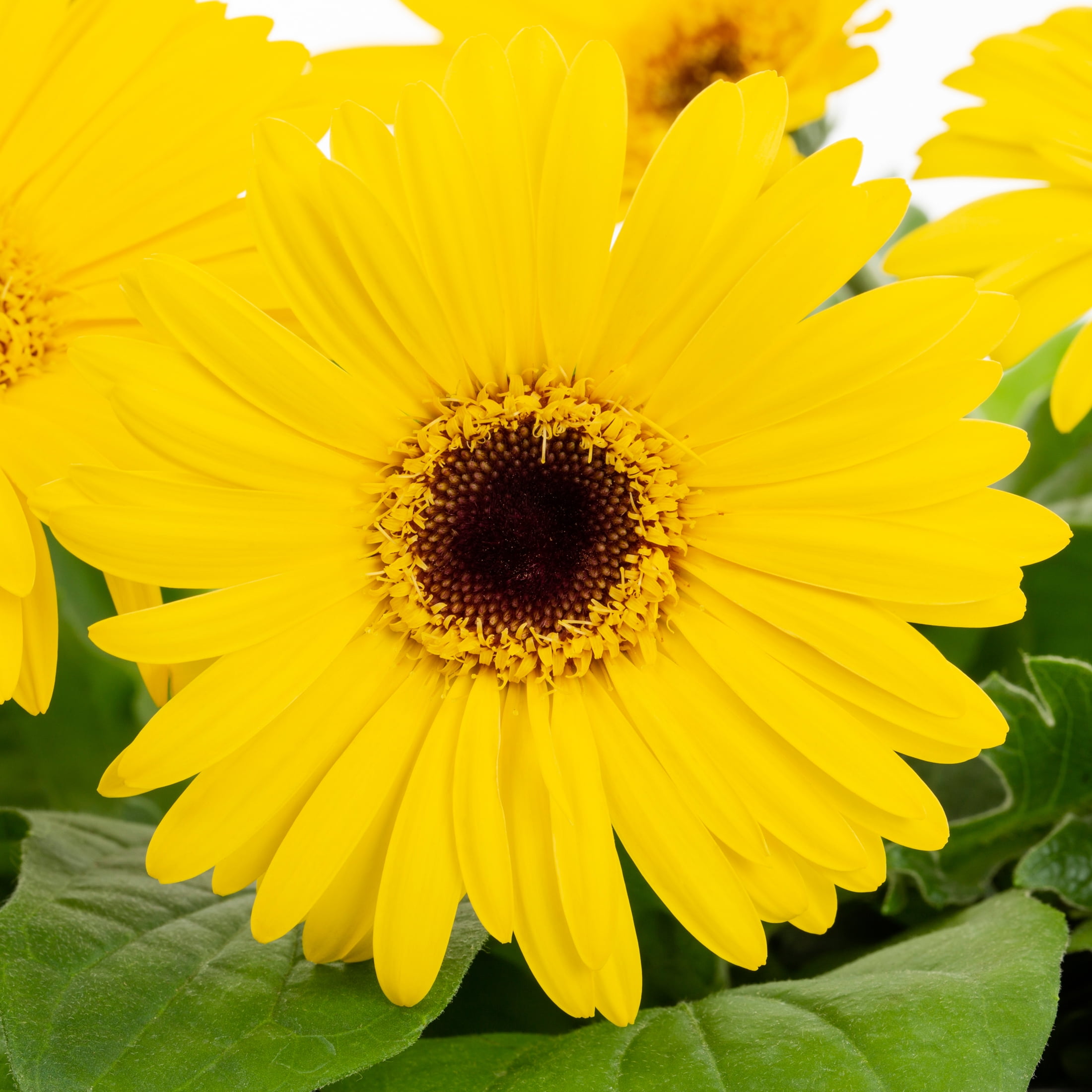 Better Homes & Gardens 1.5PT Yellow Gerbera Daisy Live Annual Plant Sun 5-Pack