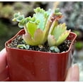 thumbnail image 2 of Live Mother of Thousands Plant - Kalanchoe Succulent Plant - Mother Of Millions Plant - 2 Inch Pot, 2 of 6