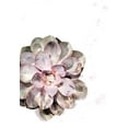 thumbnail image 2 of Artographie Studio 18x24 White Modern Wood Framed Museum Art Print Titled - Succulent Plant 02, 2 of 4
