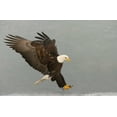thumbnail image 2 of Morris, Arthur 18x13 White Modern Wood Framed Museum Art Print Titled - USA, Alaska, Homer Bald eagle in landing posture, 2 of 4