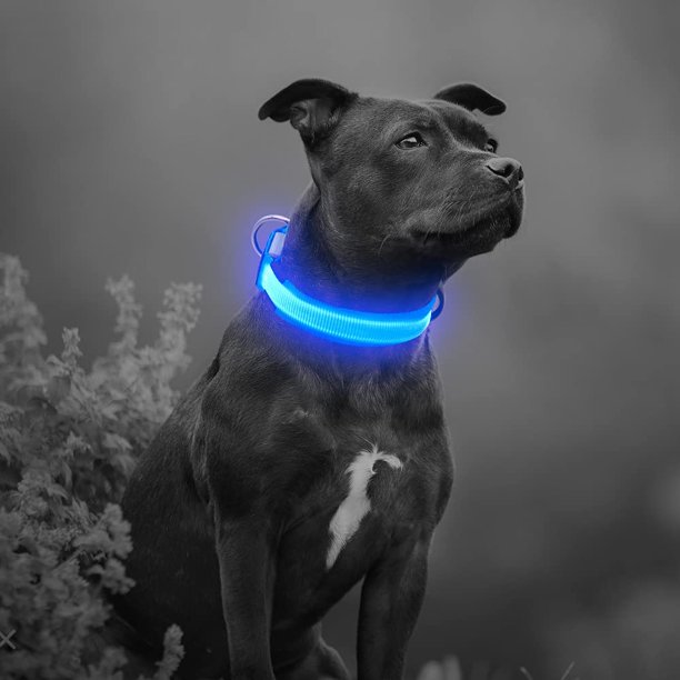 Nylon Led Dog Collar Usb Rechargeable Adjustable Glowing Pet Collar Light Up Puppy Collars For Nighttime Dog Walking Small Collar 15 18 9inch 38 48cm Blue Walmart Com Nylon Led Dog Collar Usb Rechargeable Adjustable Glowing Pet Collar Light Up Puppy Collars For Nighttime Dog Walking Small Collar 15 18 9inch 38 48cm Blue Walmart Com