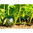 thumbnail image 2 of TomorrowSeeds - Kabocha Squash Seeds - 10+ Count - For 2025 Planting Japanese Pumpkin Green Hokkaido, 2 of 9