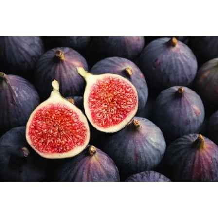 300 Fig Tree Seeds Black Sweet Fruit Shrub Bonsai Fresh 2024