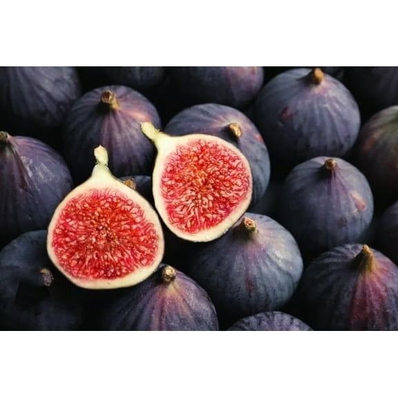 300 Fig Tree Seeds Black Sweet Fruit Shrub Bonsai Fresh 2024