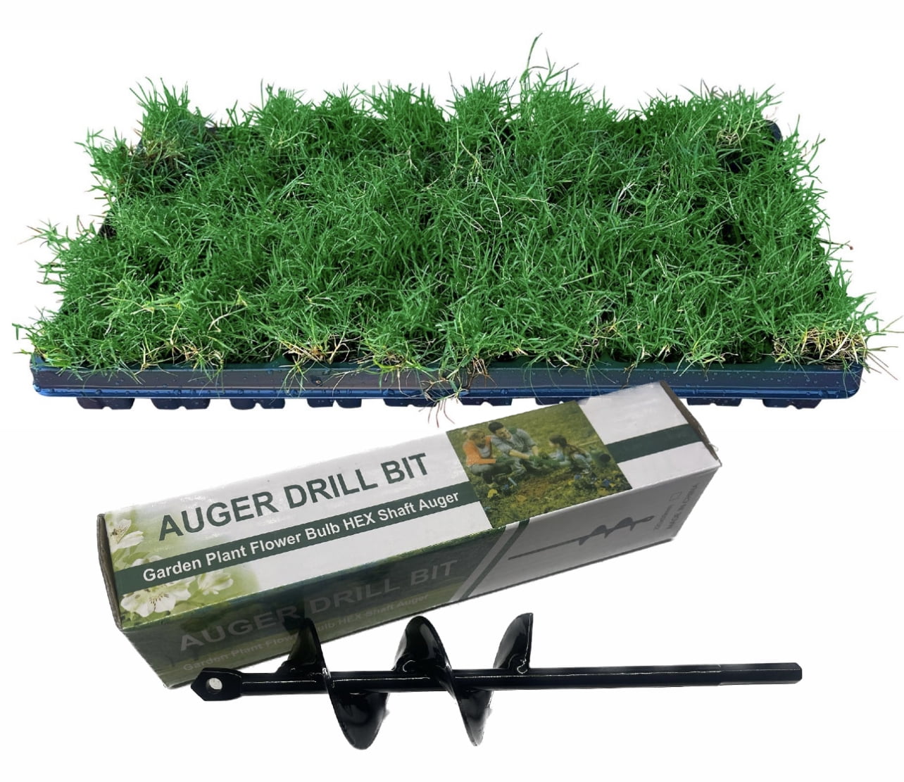 Hybrid Tahoma 31, Bermuda Grass, (100 Count) Grass Plugs, Including