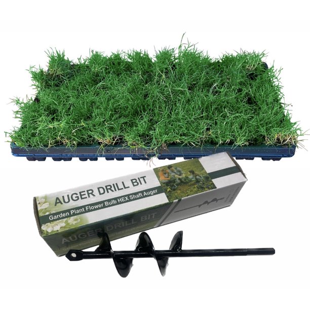 Hybrid Tahoma 31, Bermuda Grass, (100 Count) Grass Plugs, Including