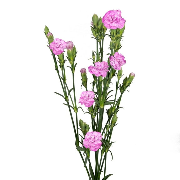 Rafines Louis Pink - Farm Direct Fresh Cut Flowers 150 Stems by Bloomingmore