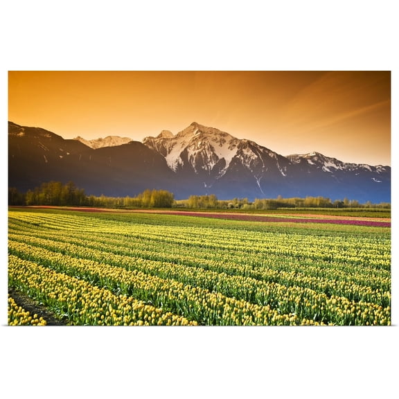 Great BIG Canvas | "Tulip Fields, British Columbia, Canada" Art Print - 30x20