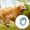 B, variant on Automatic Retractable Dog Leash for Small & Medium Dogs with Escape Lock | Durable ABS+Leather Outdoor Walking Solution for Poodles Puppies