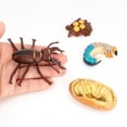 thumbnail image 2 of 1 juego de accesorios didácticos de mariquita Etapa del ciclo de vida Aula infantil Insecto, 2 of 9