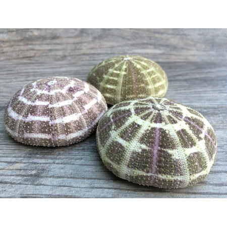 Alfonso Sea Urchins 3 Large Alphonse Urchin Shells 3 4