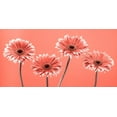thumbnail image 2 of Frank, Assaf 32x18 White Modern Wood Framed Museum Art Print Titled - Four Gerberas - FTBR-1932, 2 of 4