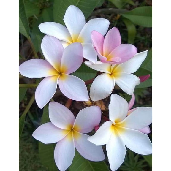 10 "June White" Plumeria Seeds Plants Flower Flowers Perennial Seed P-7 US Selle