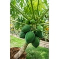 thumbnail image 5 of 10 Seeds DWARF WAIMANALO PAPAYA Solo Hawaiian Carica Fruit Tree Houseplant, 5 of 11