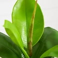 thumbnail image 4 of Nearly Natural 20in. Artificial Fiddle Leaf Fig Plant, 4 of 8
