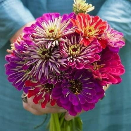 Zinnia Meteor Mix Flower Seeds, 100 Heirloom Flower Seeds Per Packet, Non GMO Seeds, Botanical Name: Zinnia elegans, Flowers are 4-5 inches Across and are semi-Double to Double.