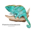 thumbnail image 3 of CafePress - Parson's Chameleon Mug - 11 oz Ceramic Mug - Novelty Coffee Tea Cup, 3 of 6