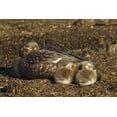 thumbnail image 2 of Illg, Cathy and Gordon 24x17 White Modern Wood Framed Museum Art Print Titled - Bleaker Island Steamer duck and chicks, 2 of 4