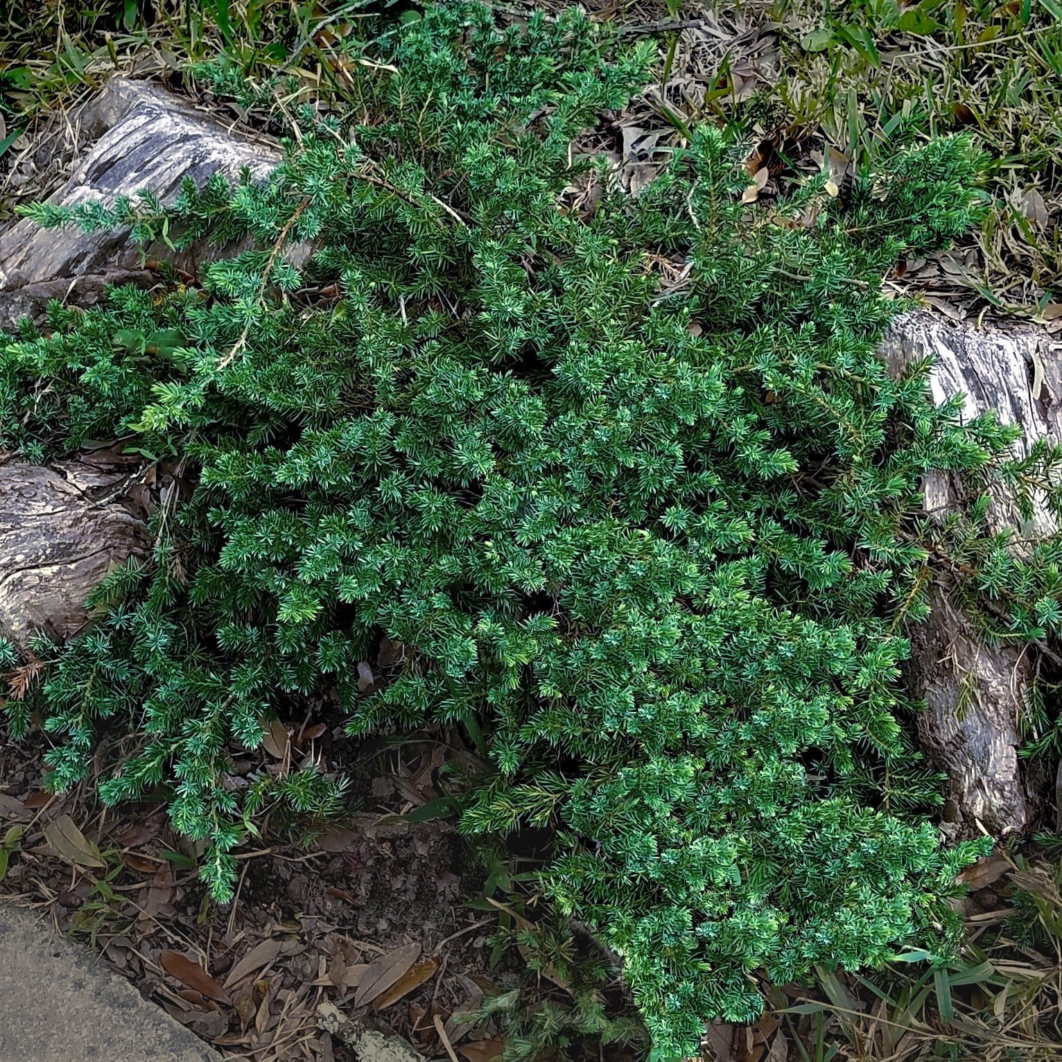 Expert Gardener Blue Pacific Juniper (2.5 Quart) Low-Growing Evergreen Groundcover - Live Outdoor Plant