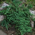 thumbnail image 6 of Expert Gardener Blue Pacific Juniper (2.5 Quart) Low-Growing Evergreen Groundcover - Live Outdoor Plant, 6 of 6