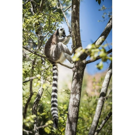 Ring-Tailed Lemur (Lemur Catta), Isalo National Park, Ihorombe Region, Southwest Madagascar, Africa Print Wall Art By Matthew