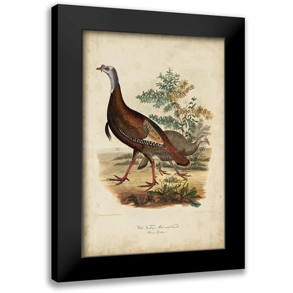 Bonapart, Charles L. 11x14 Black Modern Framed Museum Art Print Titled - Wild Turkey