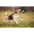 thumbnail image 4 of Pelotas de tenis ajustadas de goma para perros, tamaño pequeño y mediano, 4 of 4