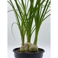 thumbnail image 4 of Florida House Plants Baby Ponytail Palms Live Plants in 4" Pot, 4 of 6