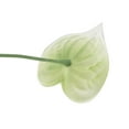 thumbnail image 4 of Uxcell 13" Artificial Anthurium Lily Flowers Floral Arrangements Bouquet Decor, Light Green 10 Pack, 4 of 5