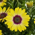 thumbnail image 3 of Better Homes & Gardens 3QT Yellow Blue Eye Osteospermum Live Annual Plant Decorative Pot Sun 2-Pack, 3 of 7