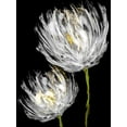 thumbnail image 2 of Austin, Vanessa 25x32 Gold Ornate Wood Framed with Double Matting Museum Art Print Titled - Tulips on Black II, 2 of 4