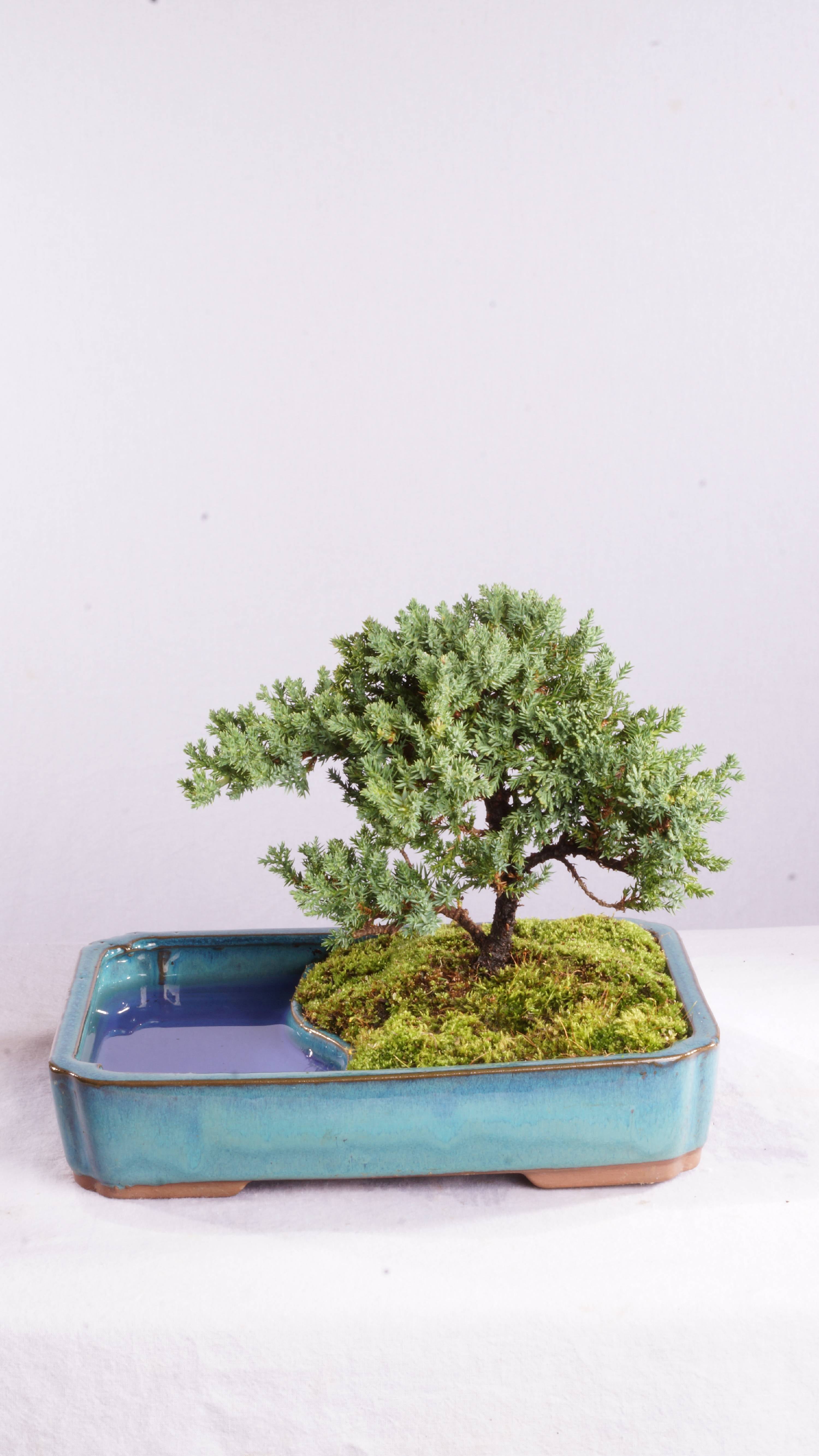 Brussel's Green Mound Juniper Bonsai in Water Pot Not Sold in California by Brussel's Bonsai
