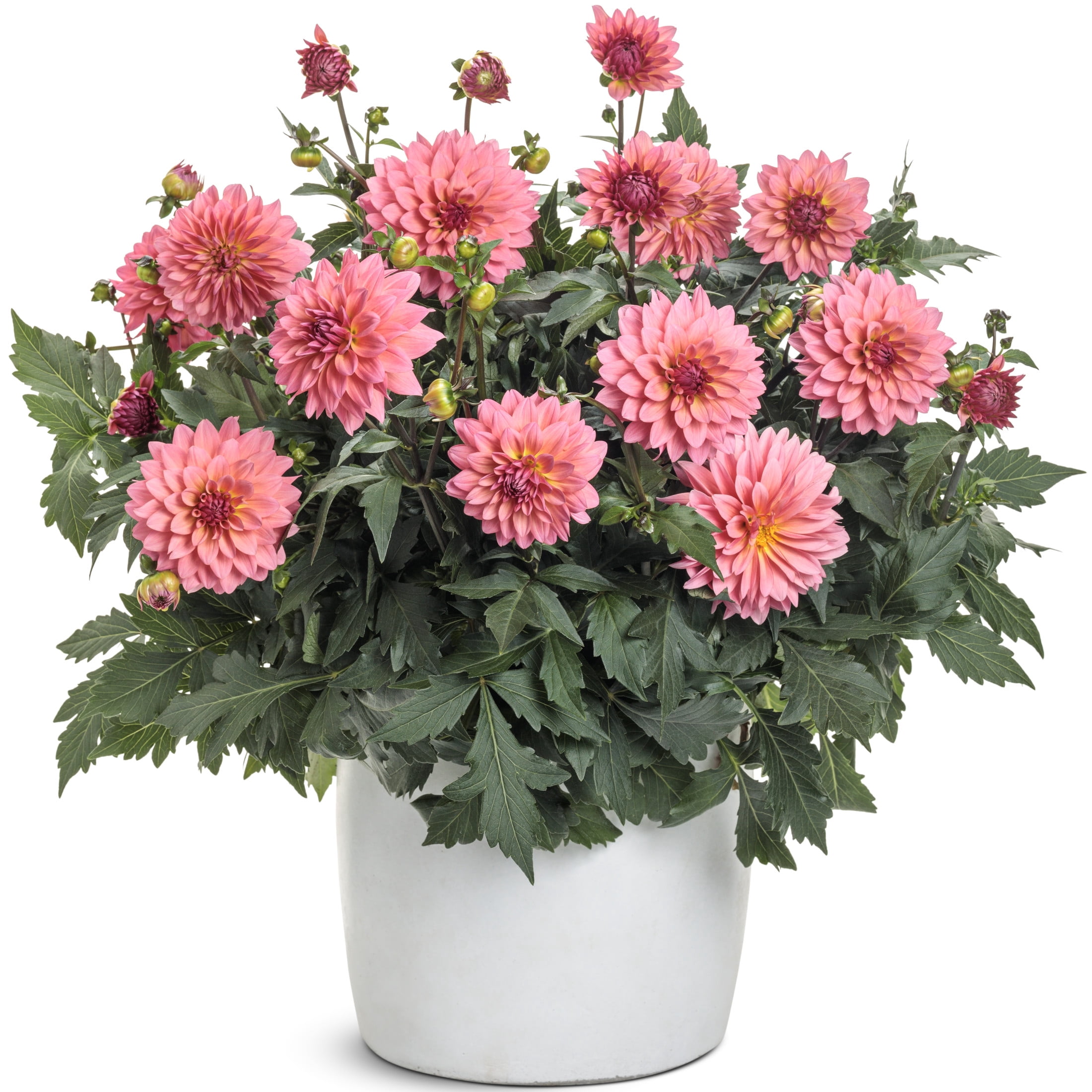 Proven Winners 8" Virtuoso Pinkerific Dahlia Live Plant in 6.5" Pot