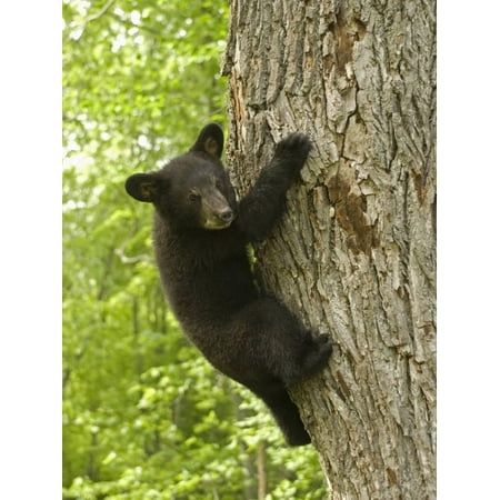 Black Bear (Ursus Americanus) Cub Climbing a Tree, North America Print Wall Art By Tom